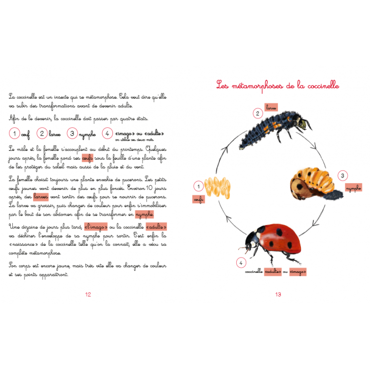 Le jardin de Juliette et Joséphine - La Coccinelle