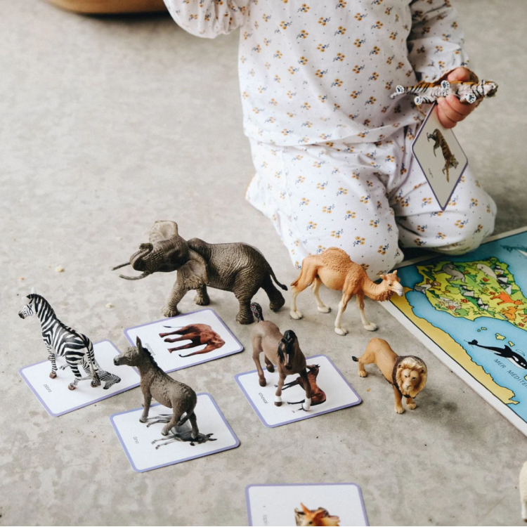 Le Giga Mondy, 600 cartes de nomenclature Montessori