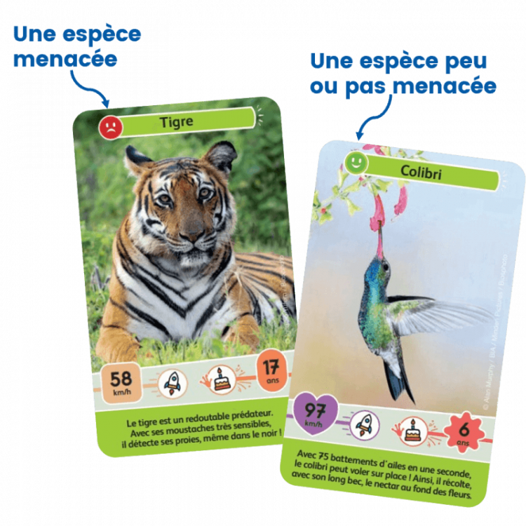 Défis Nature Junior -Mystères de la jung