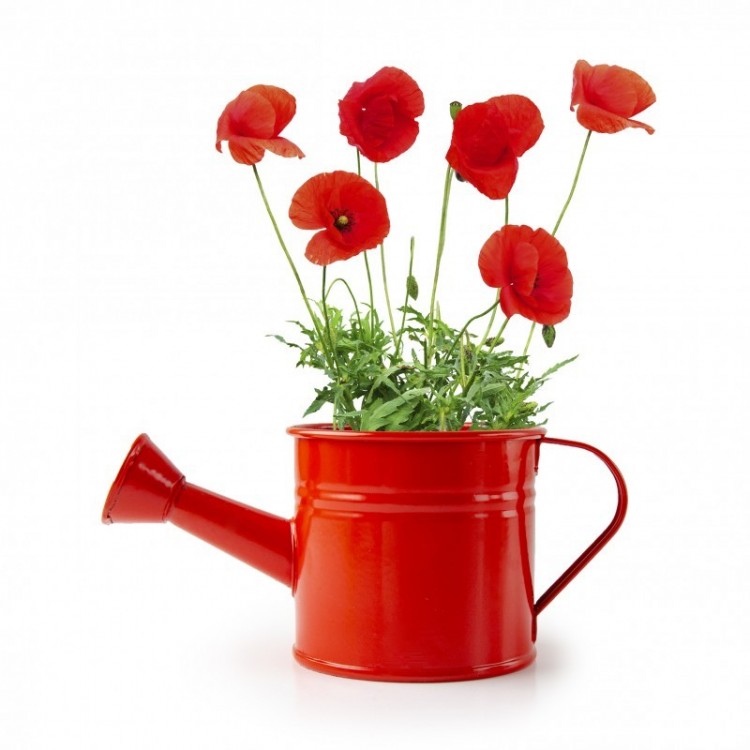 Mini arrosoir rouge avec graines de coquelicot