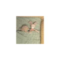 Plaid Trois petits lapins